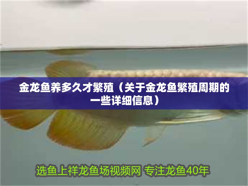 金龍魚養(yǎng)多久才繁殖（關(guān)于金龍魚繁殖周期的一些詳細(xì)信息）