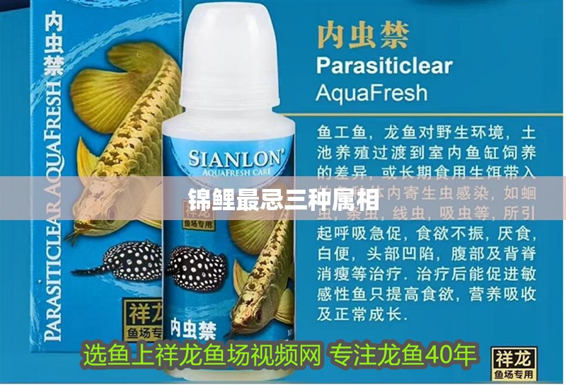 錦鯉最忌三種屬相