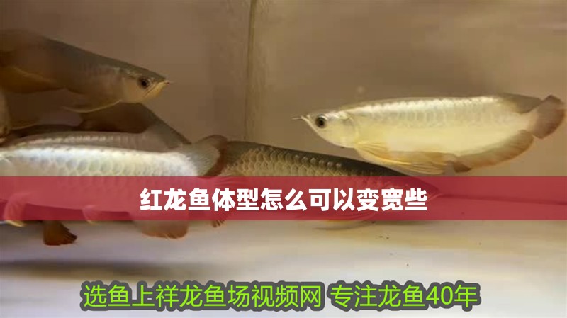 紅龍魚體型怎么可以變寬些