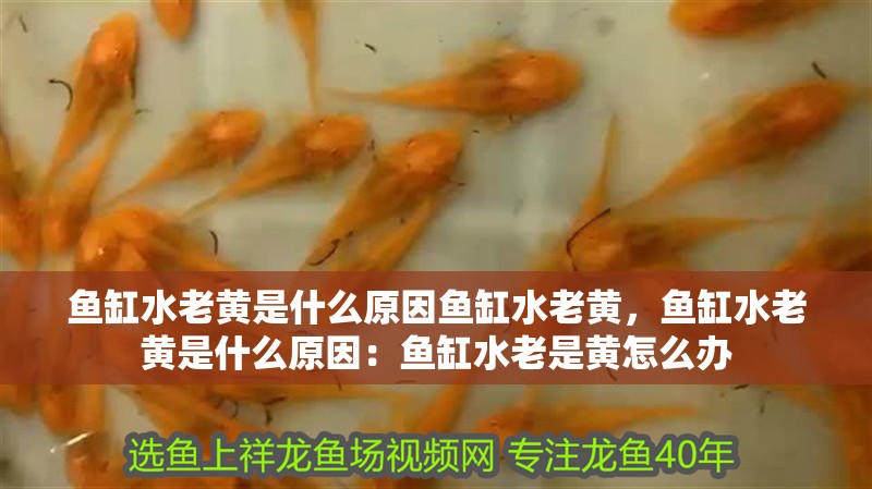 魚缸水老黃是什么原因魚缸水老黃，魚缸水老黃是什么原因：魚缸水老是黃怎么辦 魚缸水老黃是什么原因魚缸水老黃，魚缸水老黃是什么原因：魚缸水老是黃怎么辦 魚缸百科