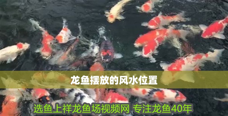 龍魚擺放的風水位置