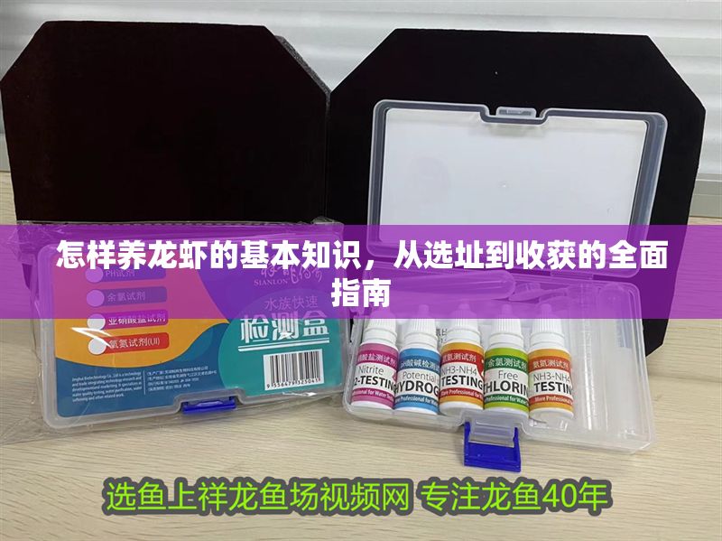 怎樣養龍蝦的基本知識，從選址到收獲的全面指南