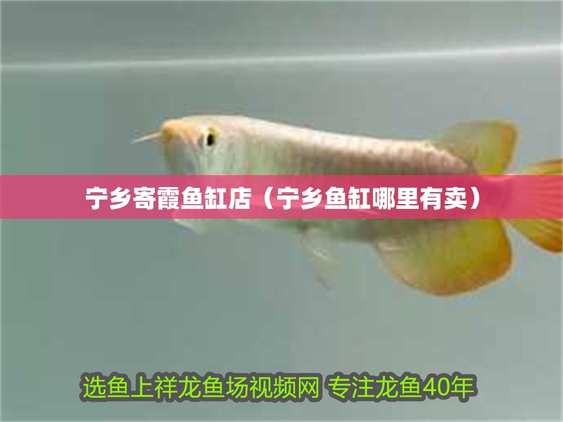 寧鄉寄霞魚缸店（寧鄉魚缸哪里有賣）