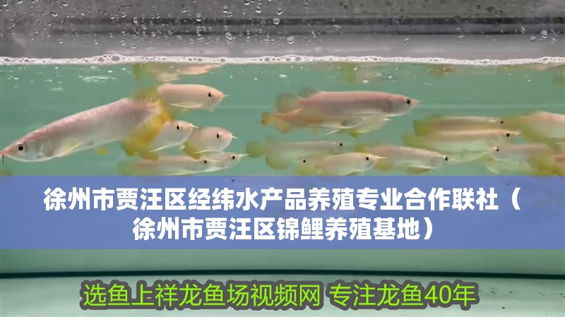 <strong><mark>徐州</mark></strong>市賈汪區經緯水產品養殖專業合作聯社（<strong><mark>徐州</mark></strong>市賈汪區錦鯉養殖基地）