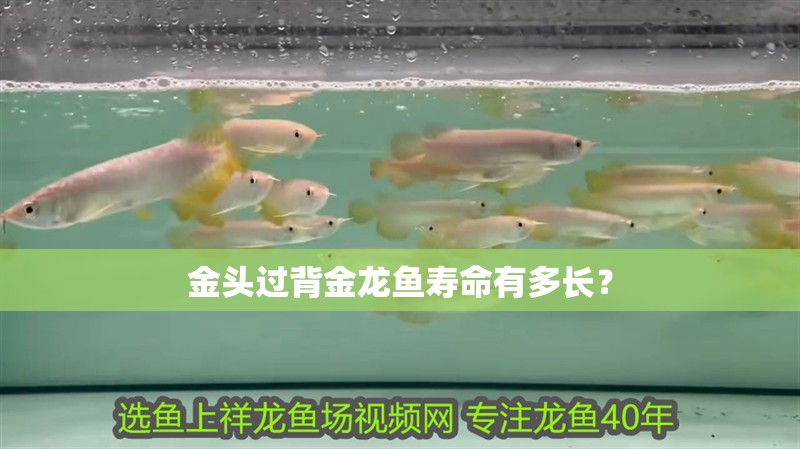 金頭過背金龍魚壽命有多長？