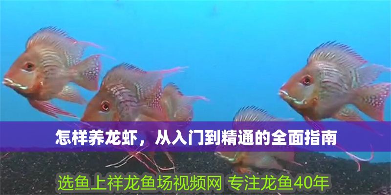 怎樣養(yǎng)龍蝦，從入門到精通的全面指南