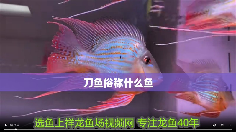 刀魚俗稱什么魚