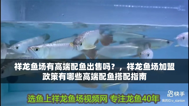 祥龍魚(yú)場(chǎng)有高端配魚(yú)出售嗎？，祥龍魚(yú)場(chǎng)加盟政策有哪些高端配魚(yú)搭配指南