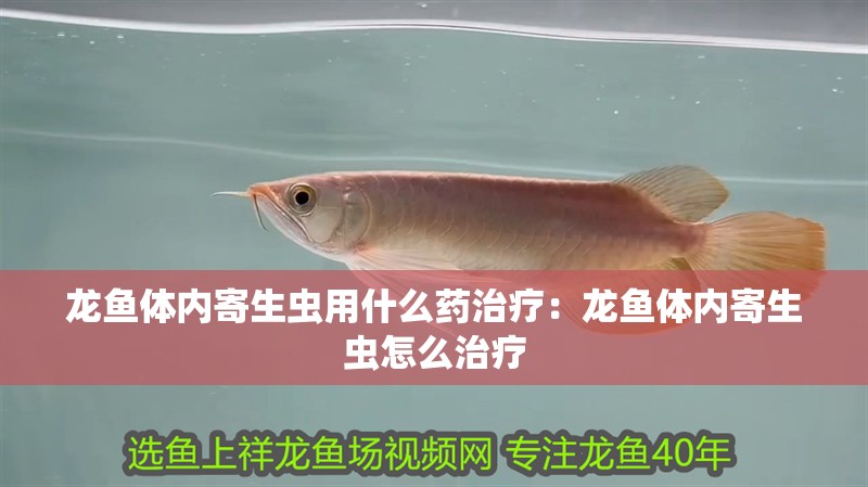龍魚體內寄生蟲用什么藥治療：龍魚體內寄生蟲怎么治療