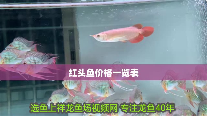 紅頭魚價格一覽表 紅頭魚價格一覽表 龍魚論壇