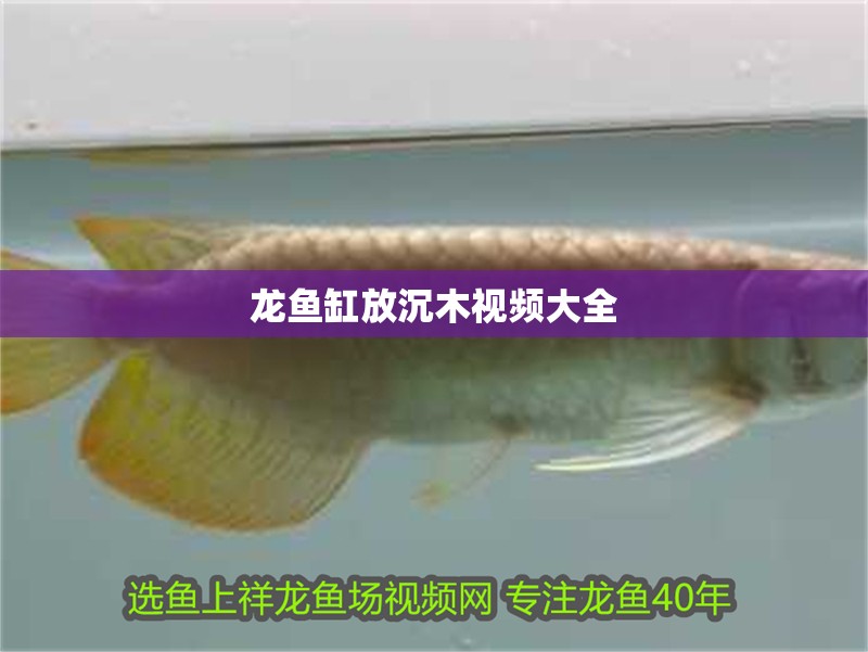 龍魚缸放沉木視頻大全