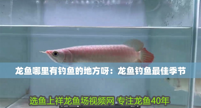龍魚哪里有釣魚的地方呀：龍魚釣魚最佳季節(jié)