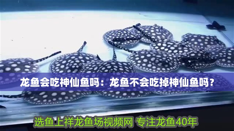 魚缸過濾器選購指南:自制魚缸過濾器魚缸上置過濾器對于養魚愛好者的必備知識 龍魚會吃神仙魚嗎:龍魚不會吃掉神仙魚嗎? 龍魚百科 龍魚會吃神仙魚嗎:龍魚不會吃掉神仙魚嗎? 龍魚會吃神仙魚嗎:龍魚不會吃掉神仙魚嗎? 龍魚百科