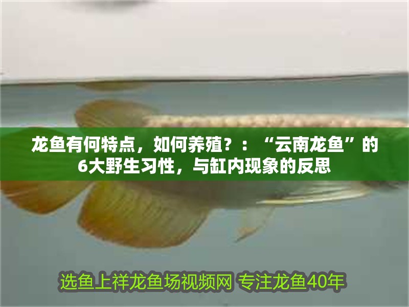 龍魚有何特點，如何養(yǎng)殖？：“云南龍魚”的6大野生習(xí)性，與缸內(nèi)現(xiàn)象的反思