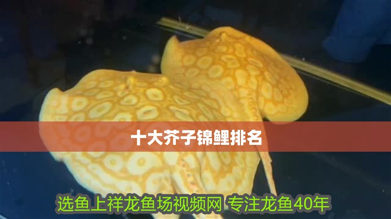 十大芥子錦鯉排名