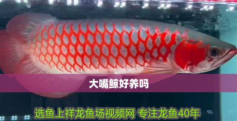 大嘴鯨好養嗎 大嘴鯨好養嗎 龍魚論壇