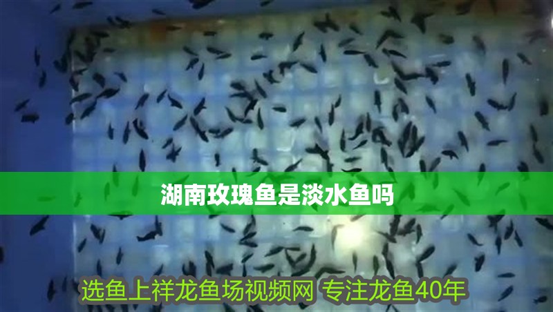 湖南玫瑰魚是淡水魚嗎
