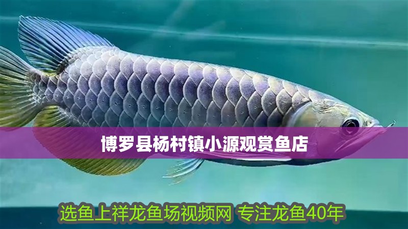 博羅縣楊村鎮小源觀賞魚店