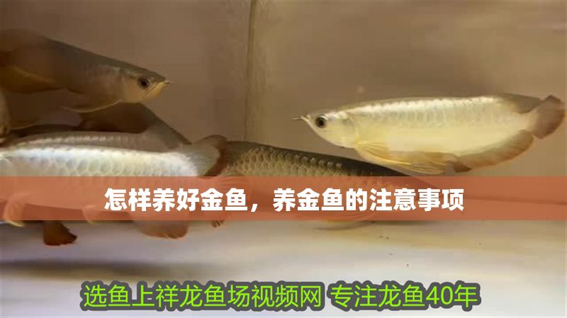 怎樣養好金魚，養金魚的注意事項