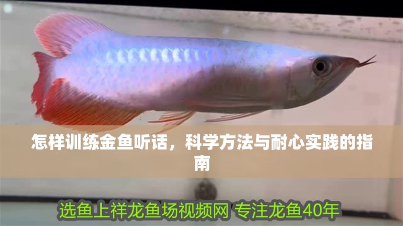 怎樣訓(xùn)練金魚聽話，科學(xué)方法與耐心實(shí)踐的指南