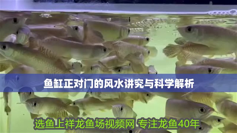 魚缸正對門的風水講究與科學解析