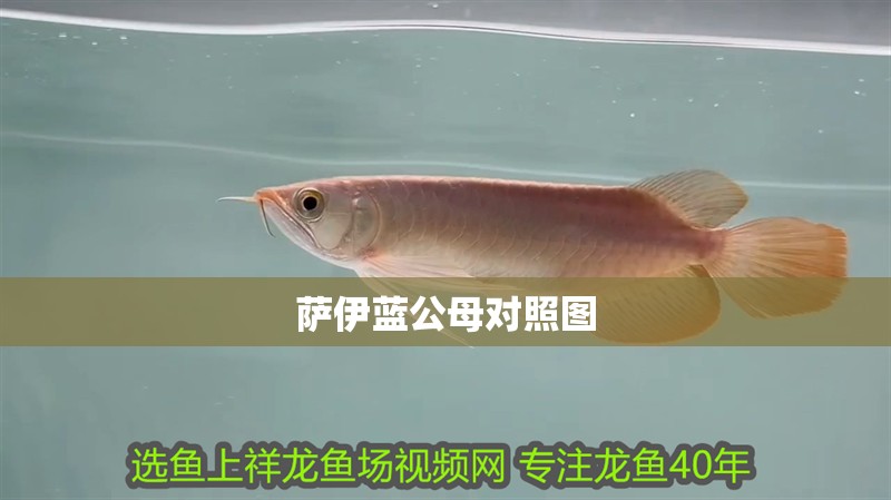 薩伊藍公母對照圖 薩伊藍公母對照圖 龍魚論壇