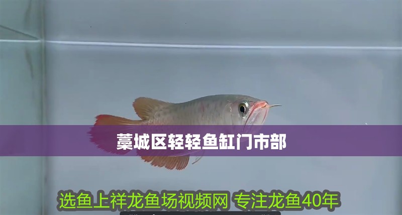 <strong><mark>藁城</mark></strong>區(qū)輕輕魚(yú)缸門(mén)市部