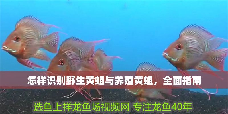 怎樣識別野生黃蛆與養殖黃蛆,全面指南 龍魚百科 第1張 怎樣識別野生黃蛆與養殖黃蛆,全面指南 怎樣識別野生黃蛆與養殖黃蛆,全面指南 龍魚百科 第1張