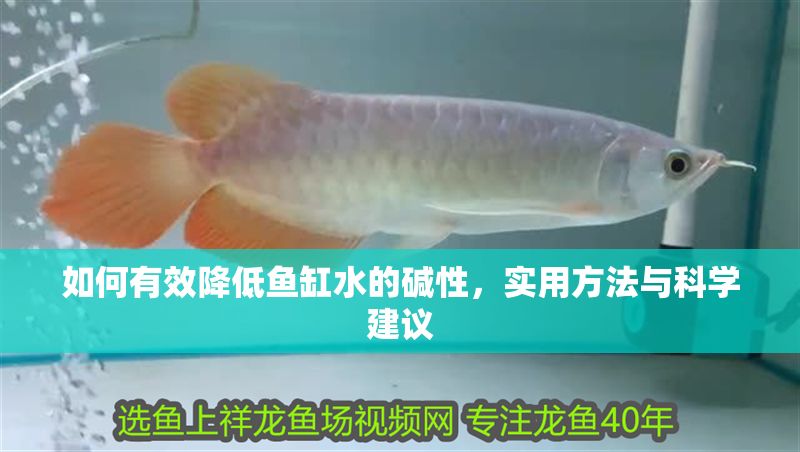 如何有效降低魚缸水的堿性，實(shí)用方法與科學(xué)建議 如何有效降低魚缸水的堿性，實(shí)用方法與科學(xué)建議 龍魚百科 第1張