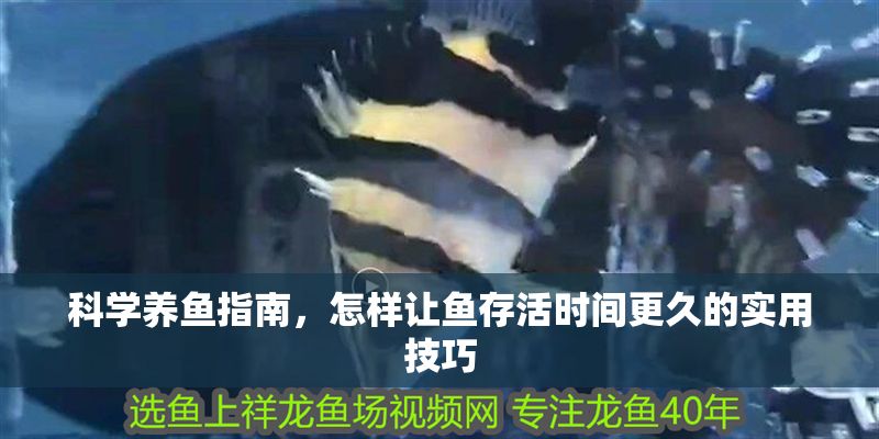 科學(xué)養(yǎng)魚(yú)指南，怎樣讓魚(yú)存活時(shí)間更久的實(shí)用技巧