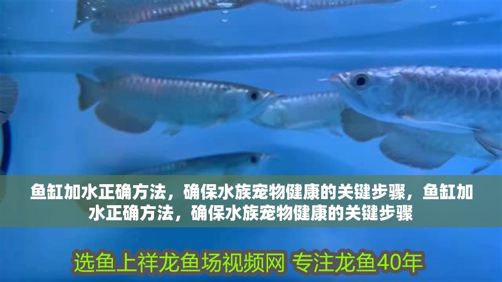 魚缸加水正確方法，確保水族寵物健康的關鍵步驟，魚缸加水正確方法，確保水族寵物健康的關鍵步驟