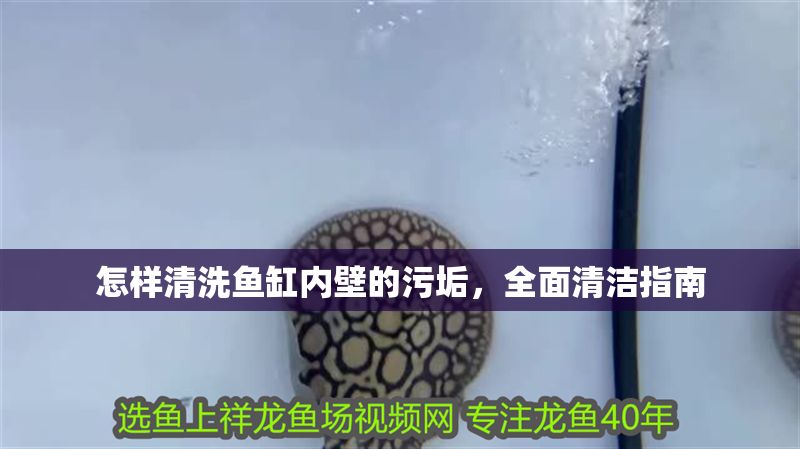 怎樣清洗魚缸內壁的污垢，全面清潔指南