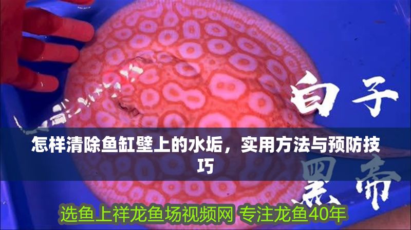 怎樣清除魚缸壁上的水垢，實用方法與預防技巧