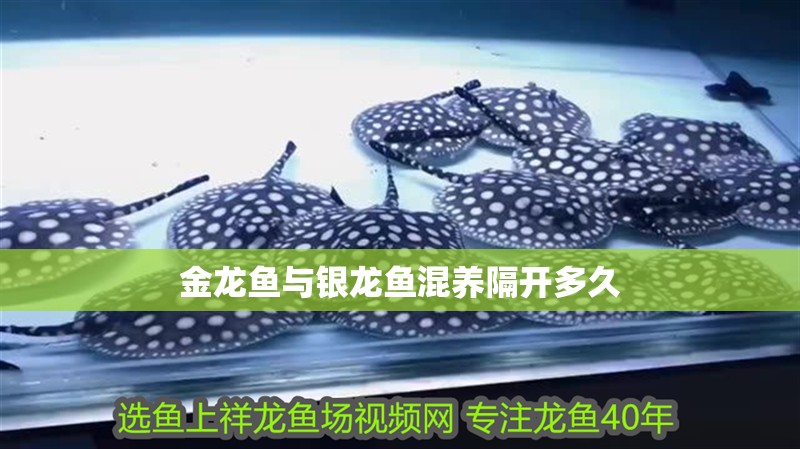 金龍魚與銀龍魚混養隔開多久 金龍魚與銀龍魚混養隔開多久 龍魚百科