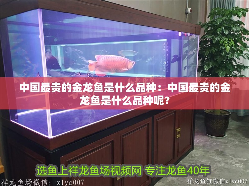 中國最貴的金龍魚是什么品種：中國最貴的金龍魚是什么品種呢？