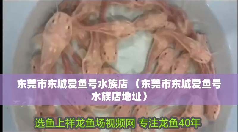 東莞市東城愛魚號水族店 （東莞市東城愛魚號水族店地址）