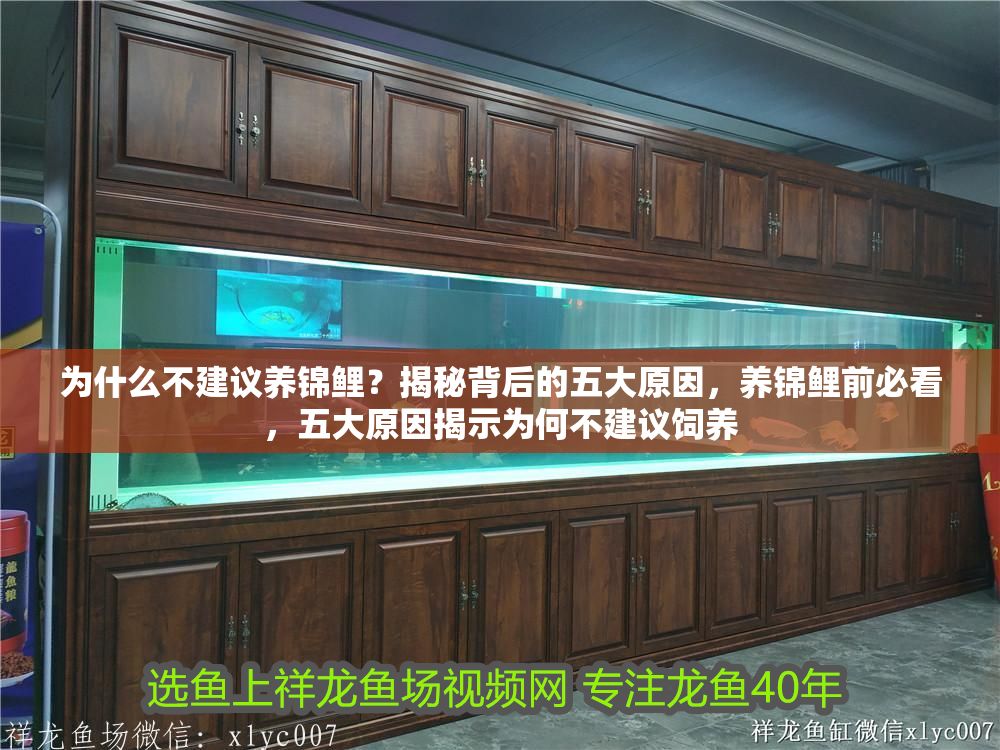 詳細閱讀:為什么不建議養錦鯉?揭秘背后的五大原因,養錦鯉前必看,五大原因揭示為何不建議飼養 為什么不建議養錦鯉?揭秘背后的五大原因,養錦鯉前必看,五大原因揭示為何不建議飼養