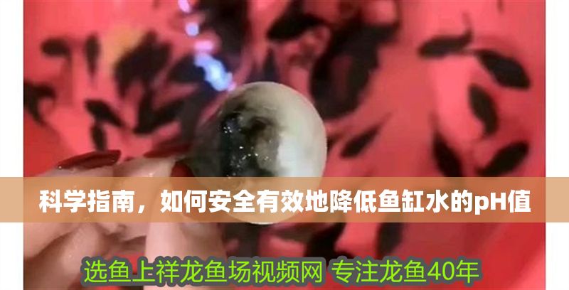 科學指南，如何安全有效地降低魚缸水的pH值