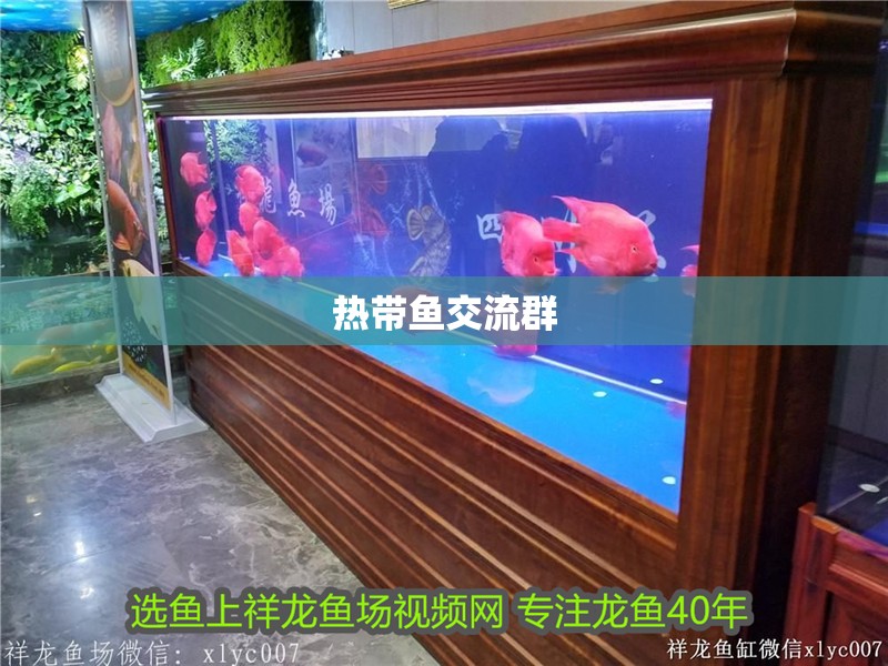 熱帶魚交流群 熱帶魚交流群 龍魚論壇