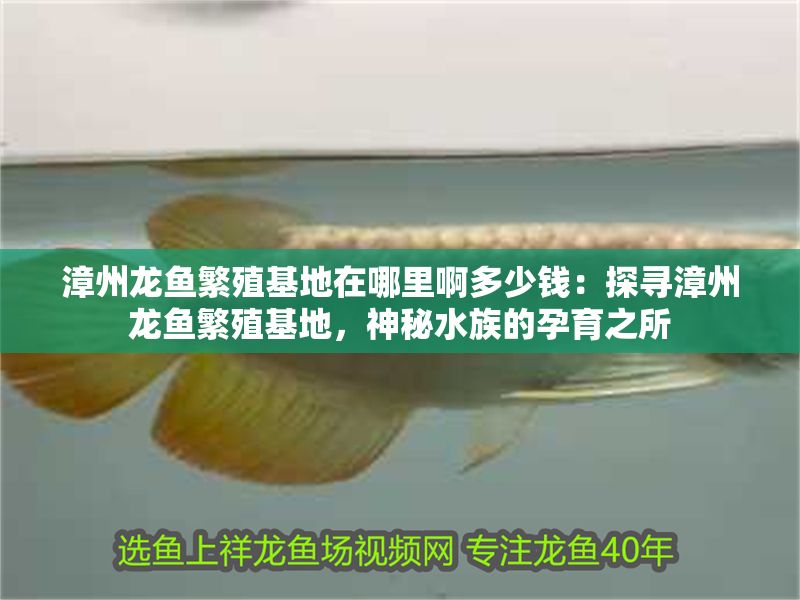 漳州龍魚繁殖基地在哪里啊多少錢：探尋漳州龍魚繁殖基地，神秘水族的孕育之所