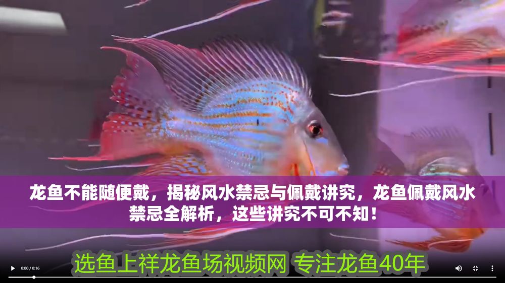 龍魚不能隨便戴，揭秘風(fēng)水禁忌與佩戴講究，龍魚佩戴風(fēng)水禁忌全解析，這些講究不可不知！