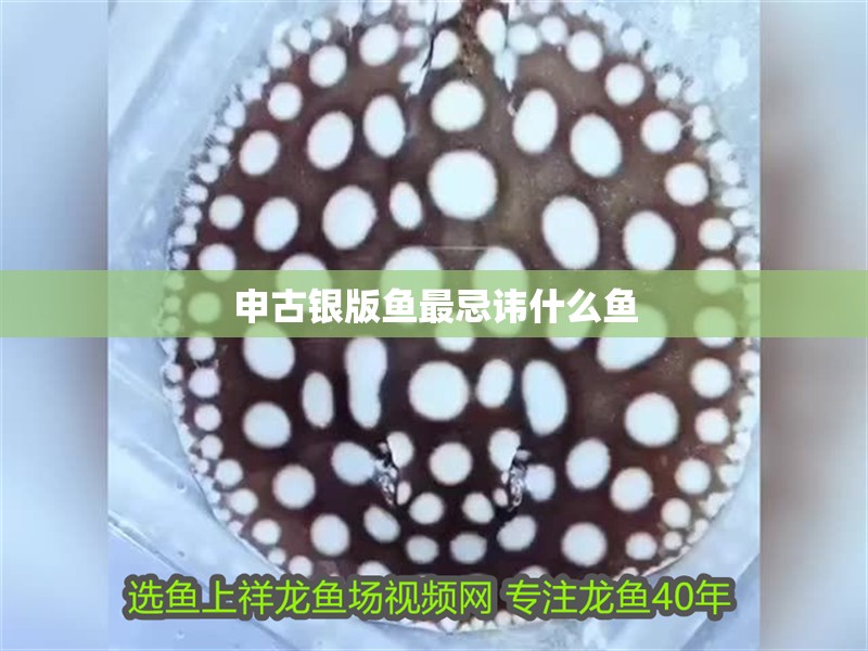 申古銀版魚最忌諱什么魚