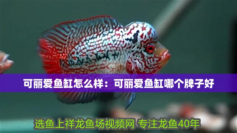 可麗愛魚缸怎么樣：可麗愛魚缸哪個牌子好