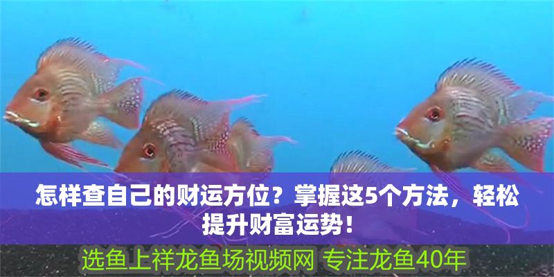 怎樣查自己的財(cái)運(yùn)方位？掌握這5個方法，輕松提升財(cái)富運(yùn)勢！ 怎樣查自己的財(cái)運(yùn)方位？掌握這5個方法，輕松提升財(cái)富運(yùn)勢！ 龍魚百科 第1張