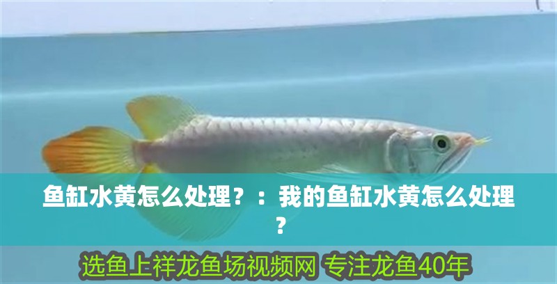 魚缸水黃怎么處理？：我的魚缸水黃怎么處理？