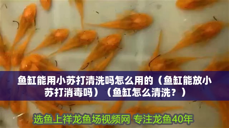 魚缸能用小蘇打清洗嗎怎么用的（魚缸能放小蘇打消毒嗎）（魚缸怎么清洗？） 魚缸能用小蘇打清洗嗎怎么用的（魚缸能放小蘇打消毒嗎）（魚缸怎么清洗？） 魚缸百科