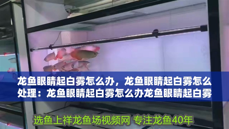 龍魚眼睛起白霧怎么辦，龍魚眼睛起白霧怎么處理：龍魚眼睛起白霧怎么辦龍魚眼睛起白霧怎么辦