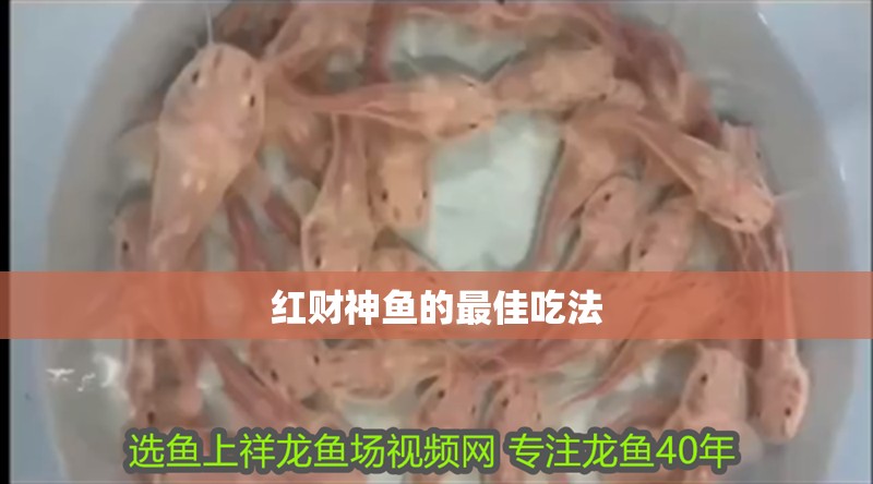 紅財神魚的最佳吃法