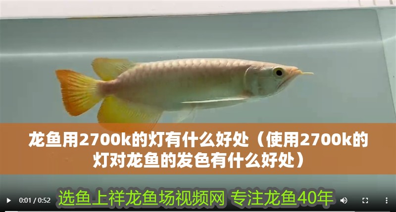 龍魚用2700k的燈有什么好處（使用2700k的燈對龍魚的發色有什么好處）