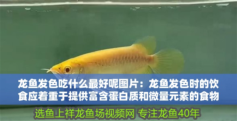 龍魚發色吃什么最好呢圖片：龍魚發色時的飲食應著重于提供富含蛋白質和微量元素的食物